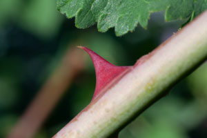 thorn