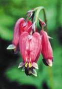 Bleeding Heart
