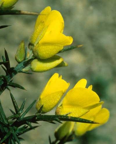 Gorse flowers