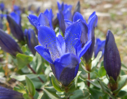 Explorer's Gentian flowers