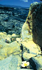 Mariposa Lily habitat