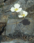 Mariposal Lily plant