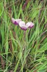 Star Tulip plant