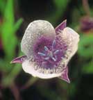 Star Tulip flower