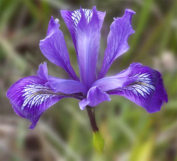 Iris flower
