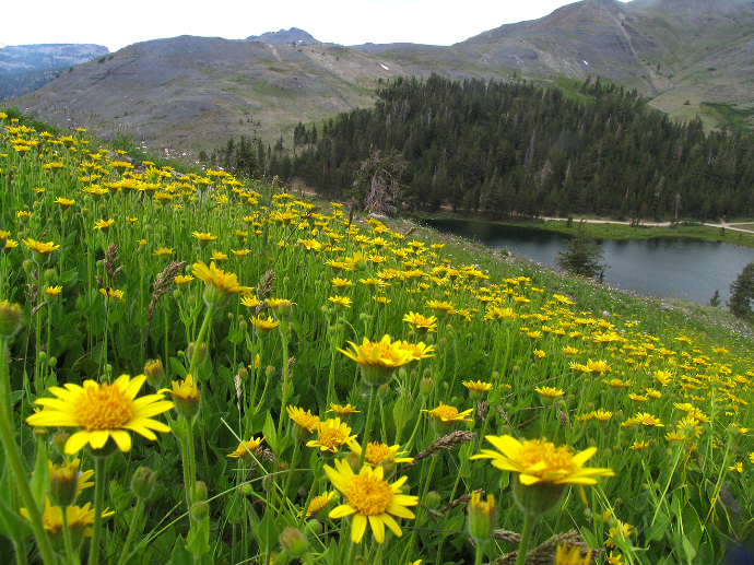 Arnica mollis growing in the Sierra Nevada mountains of California