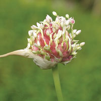 garlic
