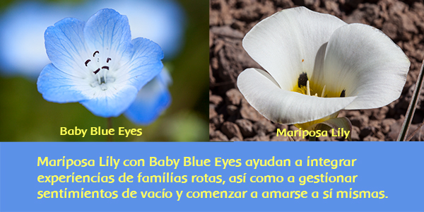 Baby Blue Eyes and Mariposa Lily