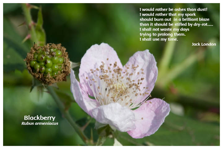 Flower Photo Prints - Complete Set - Blackberry