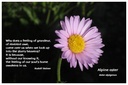 Flower Photo Prints - Complete Set - Alpine Aster