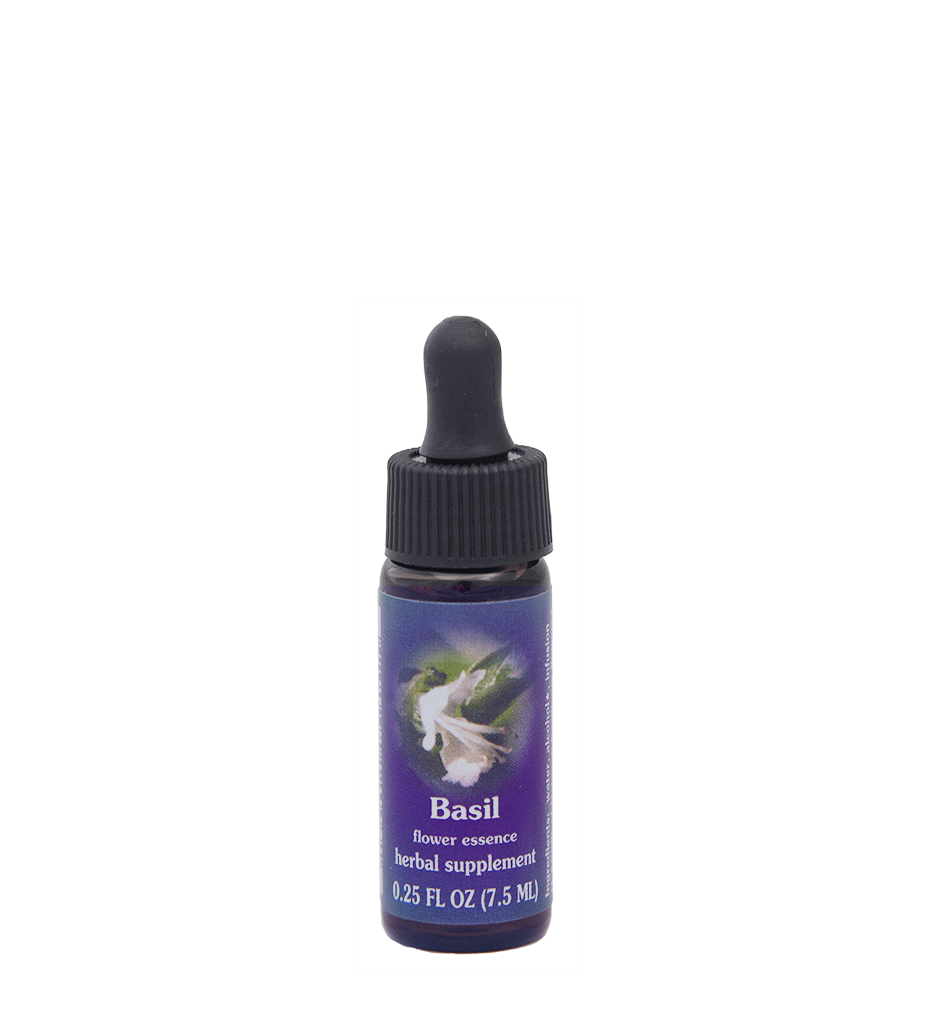 Basil