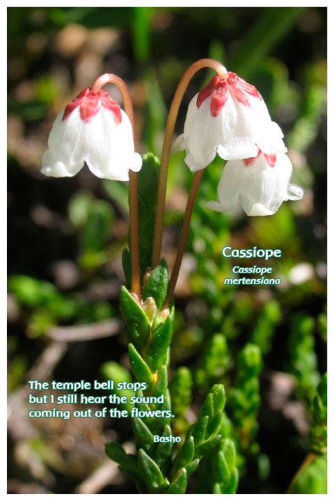 Flower Photo Print - Cassiope