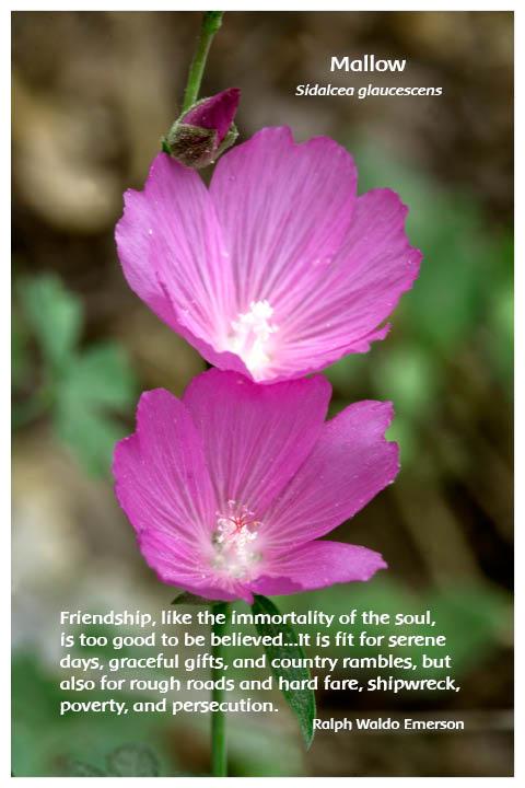 Flower Photo Print - Mallow