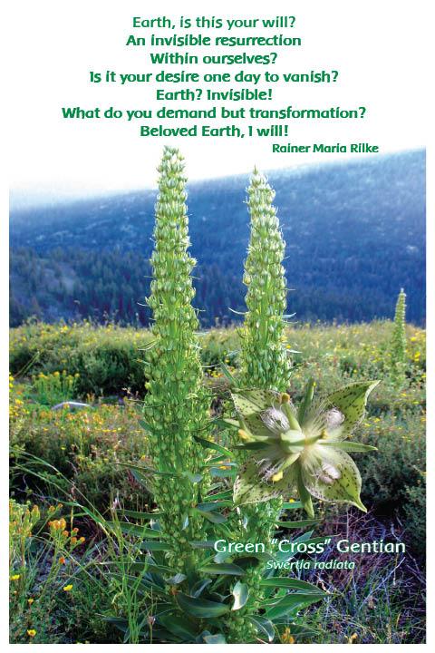 Flower Photo Print - Green Cross Gentian