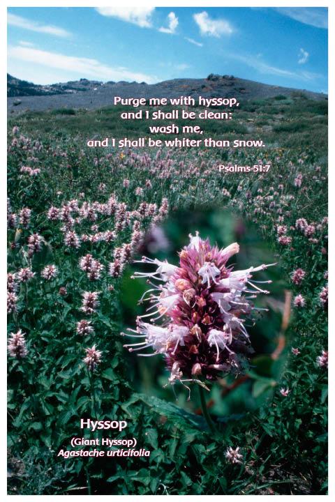 Flower Photo Print - Hyssop