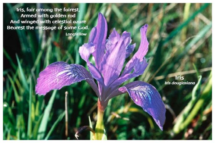 Flower Photo Print - Iris