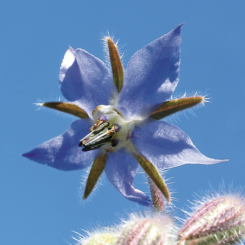 Borage