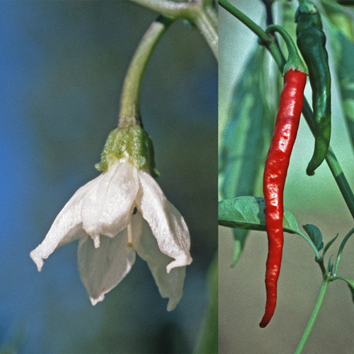Cayenne