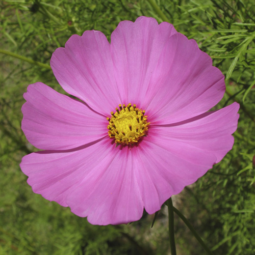 Cosmos