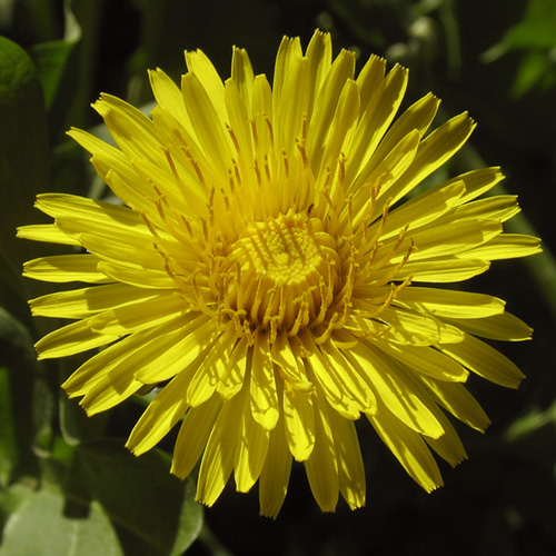 Dandelion