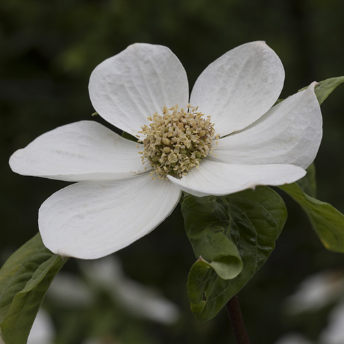 Dogwood