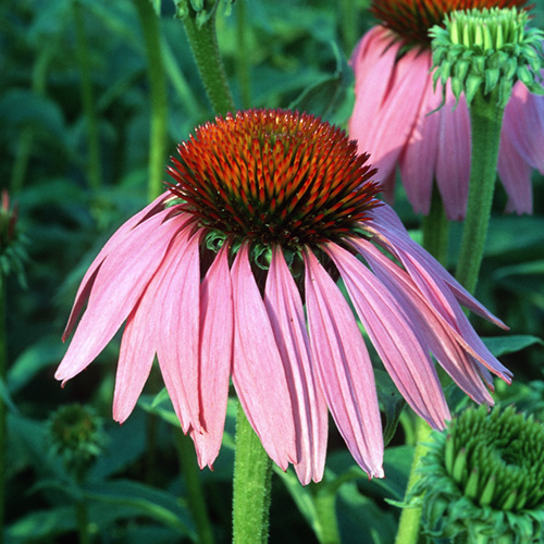 Echinacea