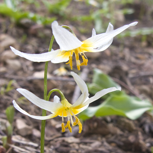 Fawn Lily