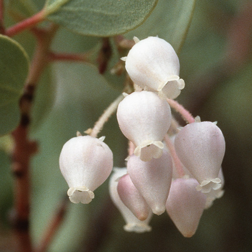 Manzanita