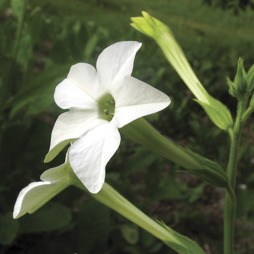 Nicotiana