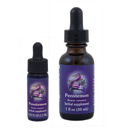 Penstemon