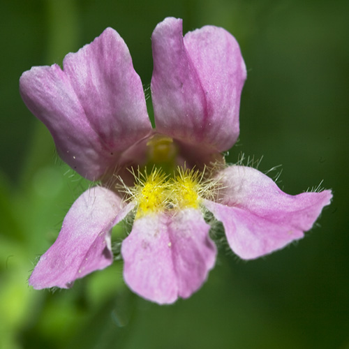 Pink Monkeyflower