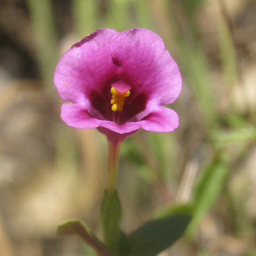 Purple Monkeyflower