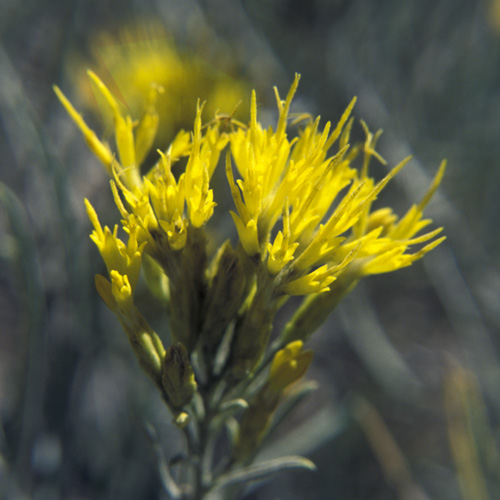 Rabbitbrush
