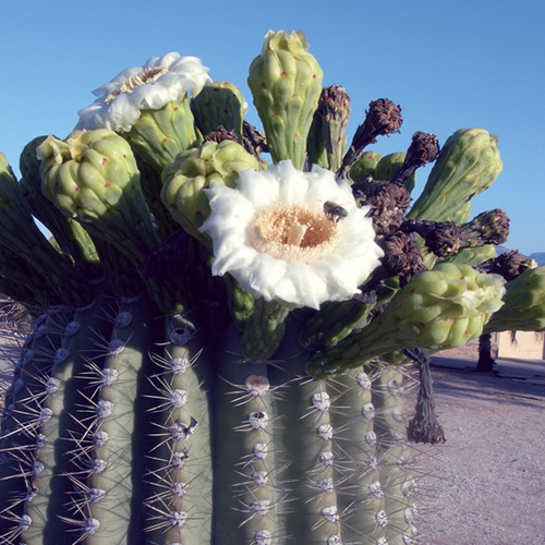 Saguaro
