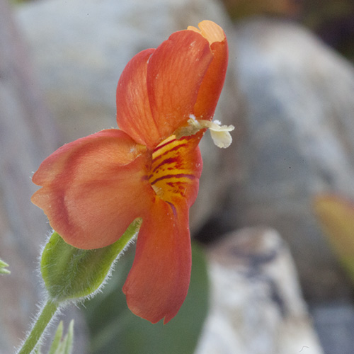 Scarlet Monkeyflower