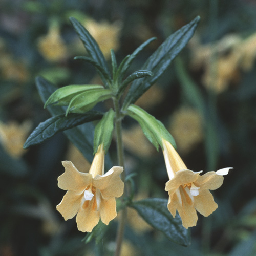 Sticky Monkeyflower