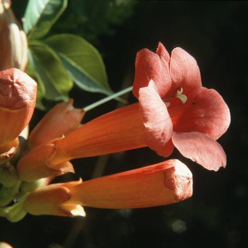 Trumpet Vine