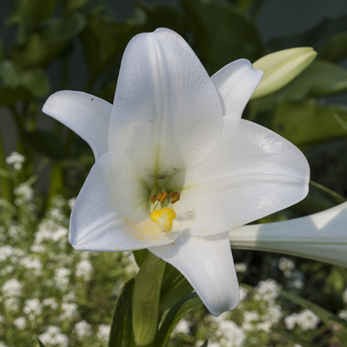 White Trumpet Lily (Easter Lily)