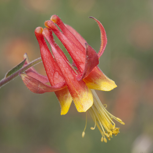 Columbine