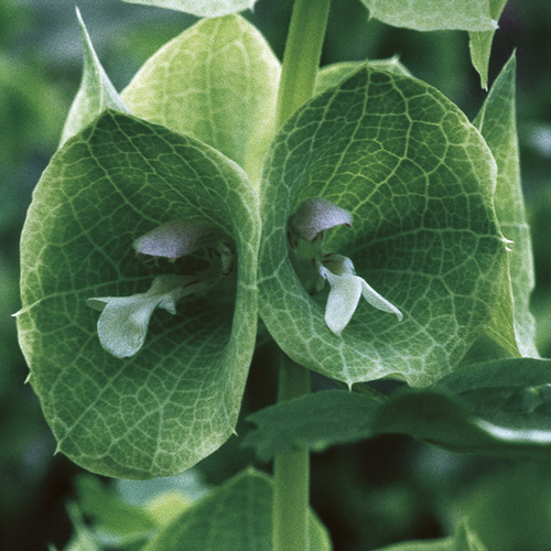 Green Bells of Ireland