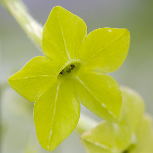 Green Nicotiana