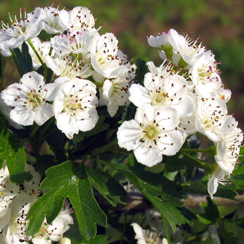 Hawthorn