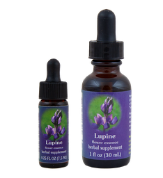 Lupine