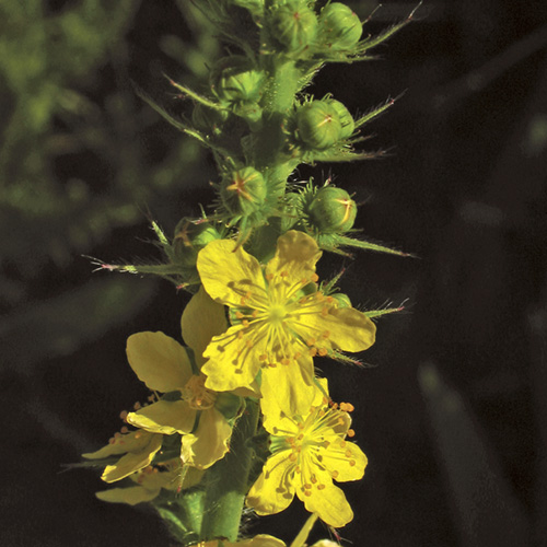 Agrimony