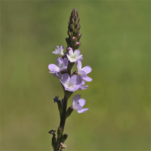 Vervain