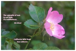 [FPCWR] Flower Photo Print - California Wild Rose
