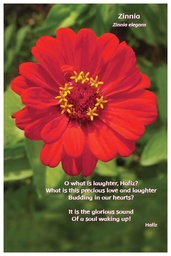 [FPZIN] Flower Photo Print - Zinnia