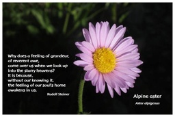 [FPAAS] Flower Photo Print - Alpine Aster