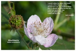 [FPBLA] Flower Photo Print - Blackberry