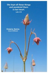 [FPDAV] Flower Photo Print - Downy Avens